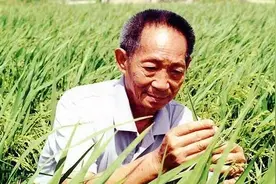 袁隆平：光而不耀的“当代神农”图片