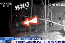吊球绳缠绕颈部 8个月大的熊猫宝宝意外死亡 事发夜晚无人发现图片