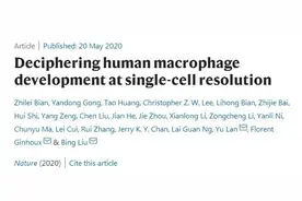 中国科学家追踪“巨噬细胞”：从哪来？到哪去？图片