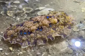 赶海误闯古希腊诸神的世界图片