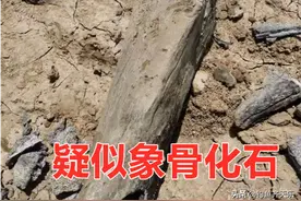 河南南阳，钓友钓获3.6米长古象化石！网友：钓鱼人又立功了图片