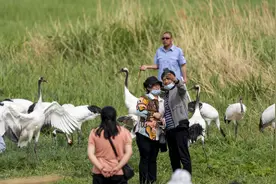 “夫妻”分工明确，向海野化繁殖丹顶鹤孵出“鹤宝宝”图片