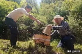 蜜蜂分家前必须做的2件事，搞懂了，不花一分钱，蜂群免费带回家图片