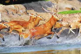 一次拍到一群？四大猛兽之首豺罕现云南！独挑虎与狼，它有多猛？图片