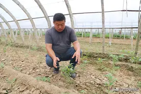 致力“育繁推”，他是番茄产业乡村振兴带头人图片