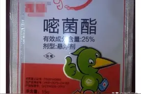 辣椒炭疽病的特效药都在这里了，你以前用对了吗？图片