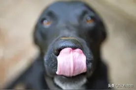 狗不应该吃的食物图片