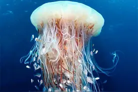 水母是海蜇的一种？一般人分辨不清，它们并不是同一种生物图片