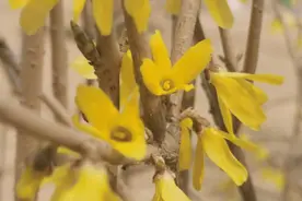 长春即将迎来一片花海，去哪赏？戳这！图片