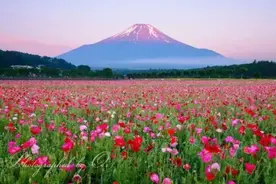 让人挪不开眼！日本富士山的四季美景 绝美风景图片