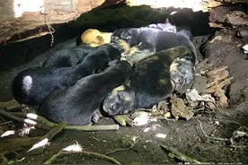 瘸腿流浪狗每天拼命觅食，女子偷偷跟随几天，意外发现13只小狗图片