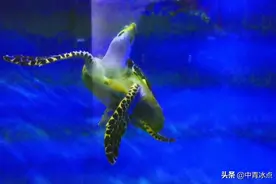 徐州一“黑老大”的宠物牵出600只海龟大案，检察官逐只追回，全国30城市联动，送海龟回家图片