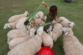 牛蛙跌8元，蛋价不“蛋定”，“羊荒”来袭，行情大涨？发生了啥图片