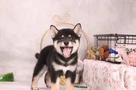 新手指南：柴犬适合新手养吗？上班族能养柴犬吗？图片