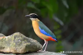 超模经典卖家秀——驱凶辟邪的红内内，总有一款适合你图片