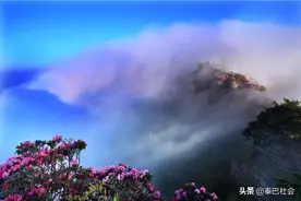 米仓山景区内的香炉山，千年高山杜鹃开满了整个山头图片