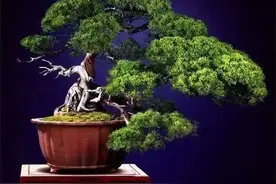一年12个月，盆景全年养护表图片