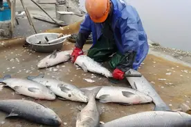 常被误认成“草鱼”，身上带有“宝石”，为啥养殖的人越来越少？图片