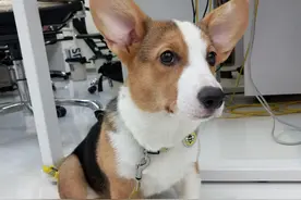 新犬到家嚎叫一整夜，原因竟然是这个……图片