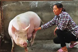 母猪进产房要做什么工作，有什么注意事项？这两样不能少图片