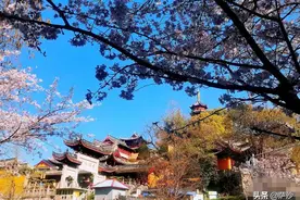 南京应该全面换栽樱花吗？这些樱花同日军无关（萨沙问答14集）图片