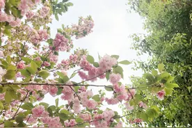 春天里的“花花世界”图片