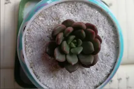 自制多肉花盆酸奶瓶种多肉图片