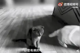 成都猫咖半月无人管，脏乱不堪臭味熏天！附近商家：店员多为兼职，甚至给猫喂过牛奶图片