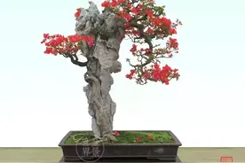 一组附石盆景佳作欣赏，树因石而生，石因树而活图片