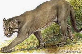 古代猛兽“彪”是何物？可轻松杀死老虎，2005年后我国仅拍到3次图片