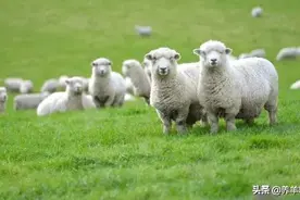 羊是只能放养 不能圈养吗？图片