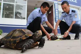 卖陆龟不行！网上卖也不行图片