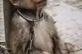 鸡同鸭讲，是大多数人相处的模式……还是别说了吧！图片