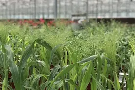 如果说喷雪花能让人重回冬天，那今天的喷泉草，让你提前进入夏天图片