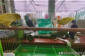 总成绩排名全省第一 省会警方重拳打击破坏野生动物资源犯罪图片