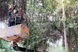 菟丝子入侵绿化带！泸州市民注意：勿随意采摘丢弃以免快速蔓延图片