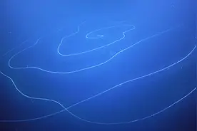科学家可能发现了有史以来海洋中最长的生物图片