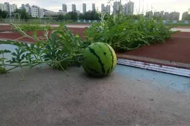 又是一年开学季，托普拉塑料储物柜助力学校"变变变"图片