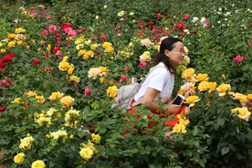 庭院门口这4种花卉，花量大、花期长，春季到秋季都有花图片