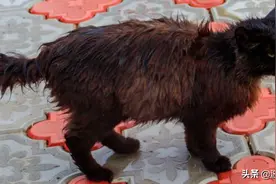 熊孩子将水泼到猫身上，猫主人的做法获网友60万赞图片