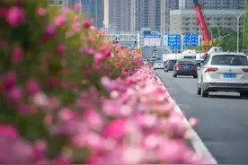 “五朵金花”，让你在国庆遇见一个繁花似锦的江城图片