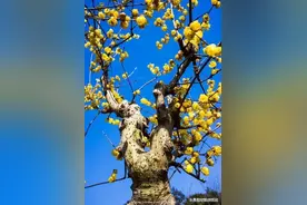 滚水渌脚是涫水熝脚的俗写图片