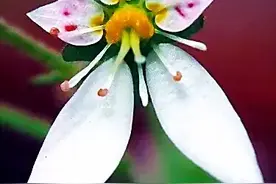 虎耳草～花开小巧玲珑，清晰美丽，像极了一个精致的饰品。图片