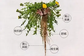 蒲公英和地丁草是一种植物吗？图片