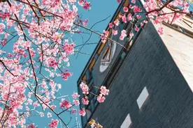 云赏花！一大波高校春景来袭，来看看你的学校→图片