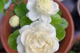 三种茉莉花，各有各的美，别只养普通茉莉了图片