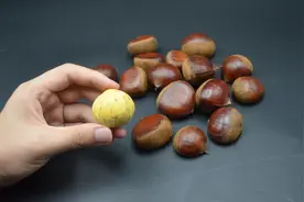 剥板栗小技巧图片