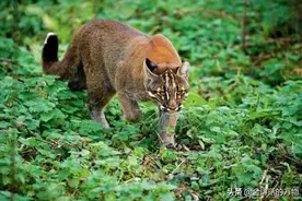 广西扶绥发现神兽金猫，凶猛霸道，敢对野猪下手图片