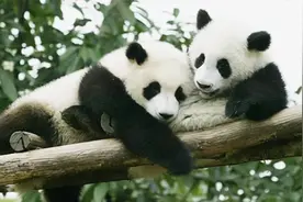 熊猫竟是“伪装者”！专家：黑白皮毛是为了躲避天敌，对手是谁？图片