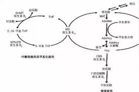什么是高同型半胱氨酸？叶酸片究竟该怎么吃？图片